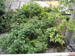 P1010631