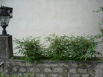 P1010650