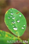 Natural Life 04