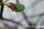 Natural Life 02