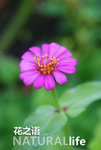 Natural Life 05