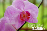 Natural Life 01