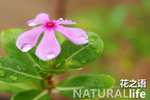 Natural Life 03