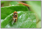 黃跗斑眼蚜蠅 001