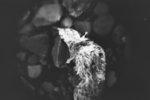 ---_0005