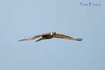 07120824 Common Buzzard