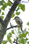 山椒鳥的母親
08070604