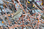 赤頸鶇 Dark-Throated Thrush 
101024159Nc