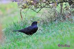 烏鶫 Eurasian Blackbird 
10101706N