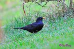 烏鶫 Eurasian Blackbird 
10101708N