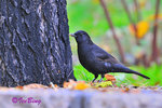 烏鶫 Eurasian Blackbird 
10101717N