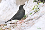 烏鶫 Eurasian Blackbird 
101023043Nc