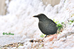 烏鶫 Eurasian Blackbird 
101023046Nc