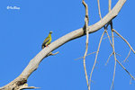 11012188c-D300 厚咀綠鳩 Thick-Billed Green-Pigeon