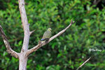 110123102Nc-D3s 紅頭綠鳩 Pink-Necked Green -Pigeon(Female)