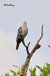 11012340Nc 綠皇鴿 Green Imperial-Pigeon