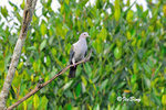 11012341Nc 綠皇鴿 Green Imperial-Pigeon