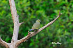 11012342Nc-D300 紅頭綠鳩 Pink-Necked Green -Pigeon(Female)