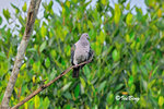 11012343Nc 綠皇鴿 Green Imperial-Pigeon