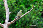 11012351Nc-D300 紅頭綠鳩 Pink-Necked Green -Pigeon(Female)