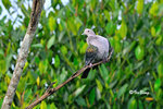 11012353Nc 綠皇鴿 Green Imperial-Pigeon