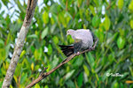 11012354Nc 綠皇鴿 Green Imperial-Pigeon