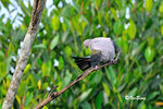 11012355Nc 綠皇鴿 Green Imperial-Pigeon
