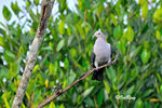 11012359Nc 綠皇鴿 Green Imperial-Pigeon