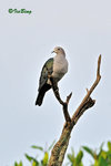 11012362Nc 綠皇鴿 Green Imperial-Pigeon