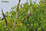 11012376Nc 綠皇鴿 Green Imperial-Pigeon