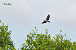 11012398Nc-D3s 綠皇鴿 Green Imperial-Pigeon