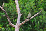 11012399Nc-D3s 紅頭綠鳩 Pink-Necked Green -Pigeon(Female)