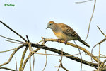 11012410Nc-D300 班姬地鳩 Zebra Dove