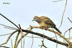 11012412Nc 班姬地鳩 Zebra Dove