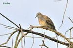 11012413Nc 班姬地鳩 Zebra Dove