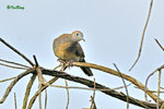 11012417Nc 班姬地鳩 Zebra Dove