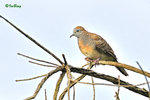 11012422Nc 班姬地鳩 Zebra Dove