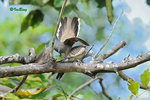 11012455Nc-D3s 班姬地鳩 Zebra Dove