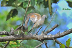 11012456Nc-D3s 班姬地鳩 Zebra Dove