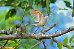 11012457Nc-D3s 班姬地鳩 Zebra Dove