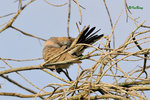 11012475Nc 班姬地鳩 Zebra Dove