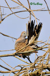 11012476Nc 班姬地鳩 Zebra Dove