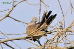 11012477Nc 班姬地鳩 Zebra Dove