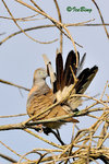 11012483Nc 班姬地鳩 Zebra Dove