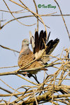 11012485Nc 班姬地鳩 Zebra Dove