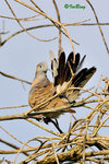 11012486Nc 班姬地鳩 Zebra Dove