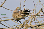 11012490Nc 班姬地鳩 Zebra Dove