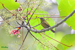 110119102c 藍枕花蜜鳥 Purple-Naped Sunbird