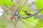 110119103c 藍枕花蜜鳥 Purple-Naped Sunbird