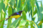 110121155c 褐喉花蜜鳥 Brown-throated Sunbird-Male
